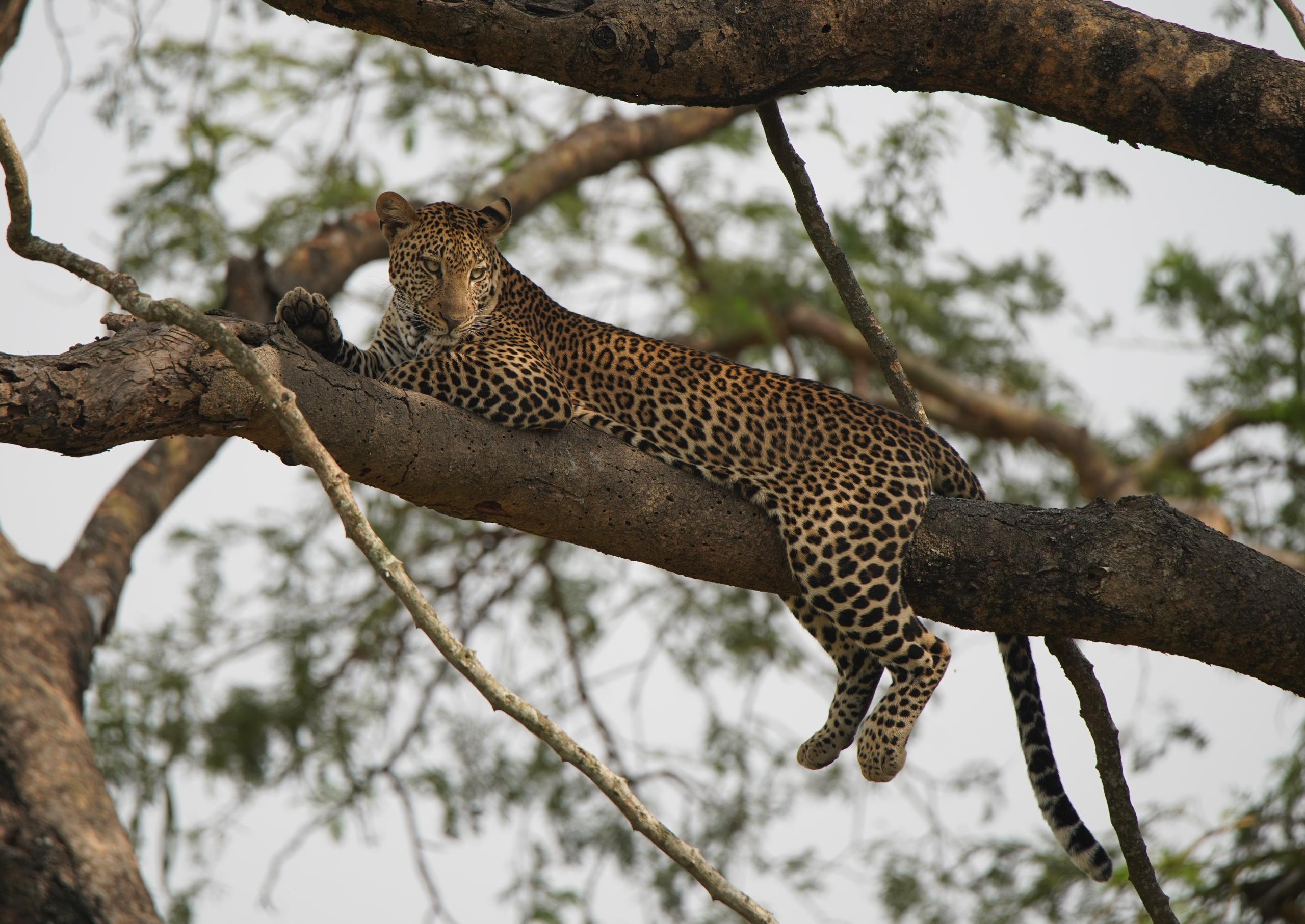 9-Day Gorillas, Wildlife & Cultural Safari